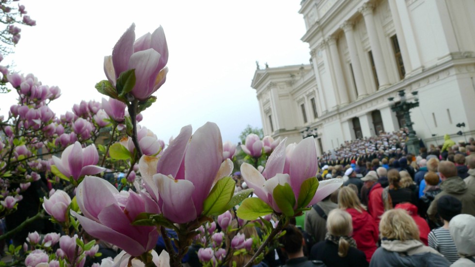 Regnblöta magnolior framför universitetshuset. Lunds studentsångare sjunger in våren i Lundagård år 2011. Arkivbild,