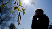 Nu börjar björkpollen spridas - risk för höga halter