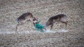 Hjortarna trasslade in sig i fotbollsmål – räddades
