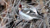 Matbrist för hungriga invasionsfågeln – flockas i Uppsala län