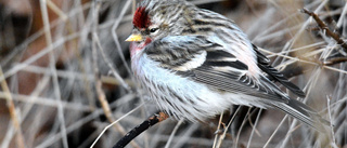 Matbrist för hungriga invasionsfågeln – flockas i Uppsala län