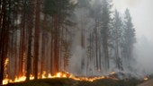 Rätt åtgärder förhindrar nästa skogsbrand