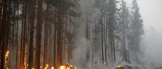 Rätt åtgärder förhindrar nästa skogsbrand