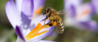 Skellefteå kommun anordnar digital pollineringsvecka