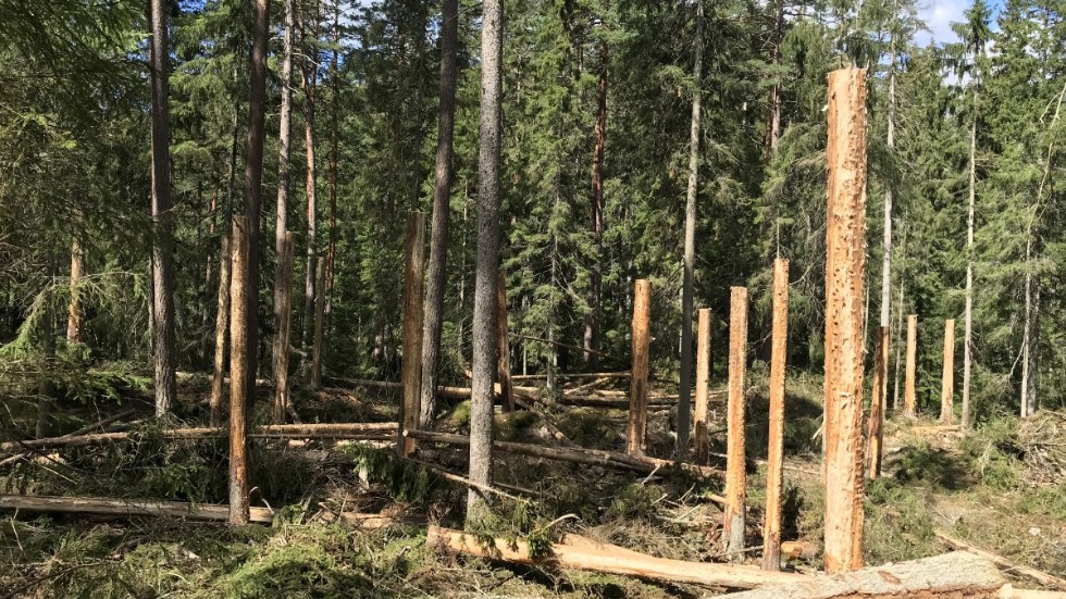 Barkning av nyangripen gran i Lorebergs naturreservat 2019. En bekämpningsåtgärd där den döda veden kan lämnas kvar. 