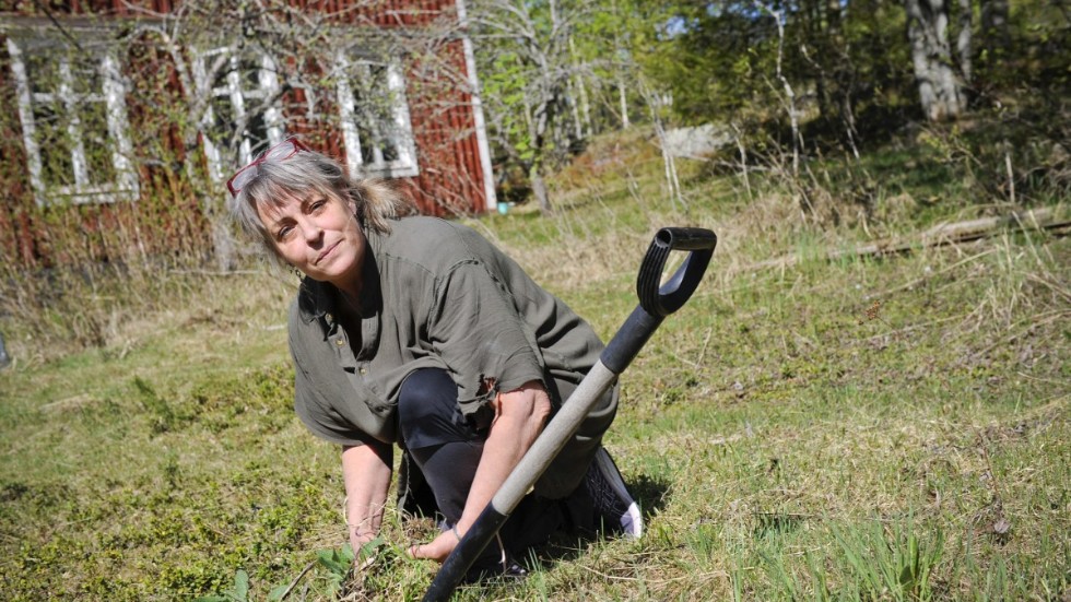 Ulrika Berglund utanför sin stuga i Ragvaldsträsk. Här gräver hon efter rötter som ska användas till välgörande salvor.