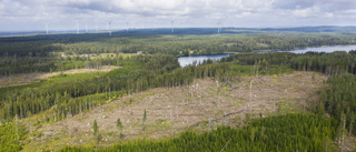 Hållbara och lönsamma skogar i fokus