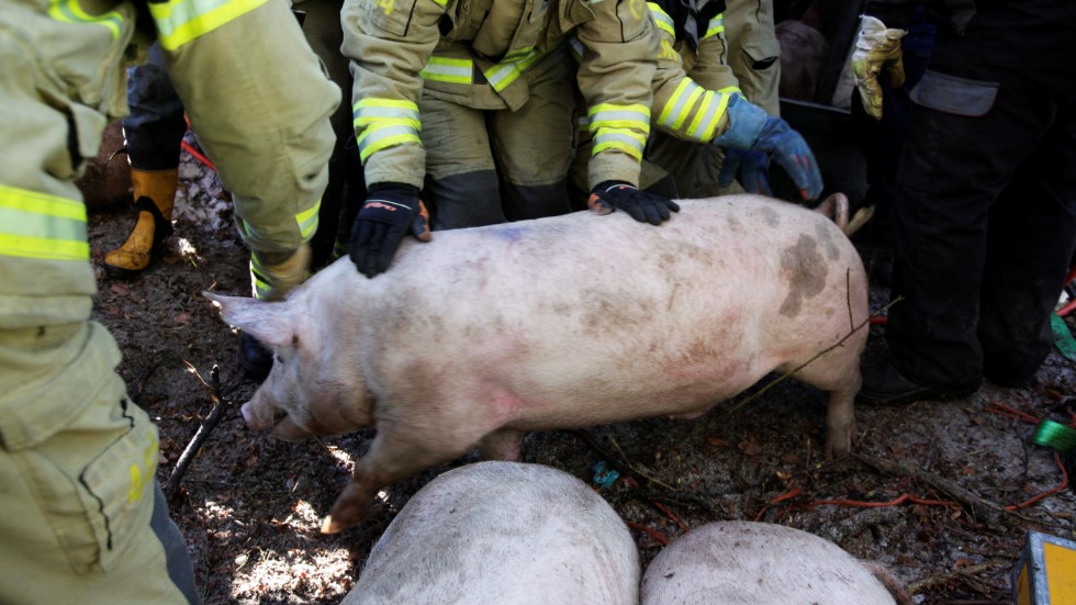 Vid en liknande olycka i Skåne för ett antal år sedan fick Räddningstjänsten också ta hand om skadade grisar.