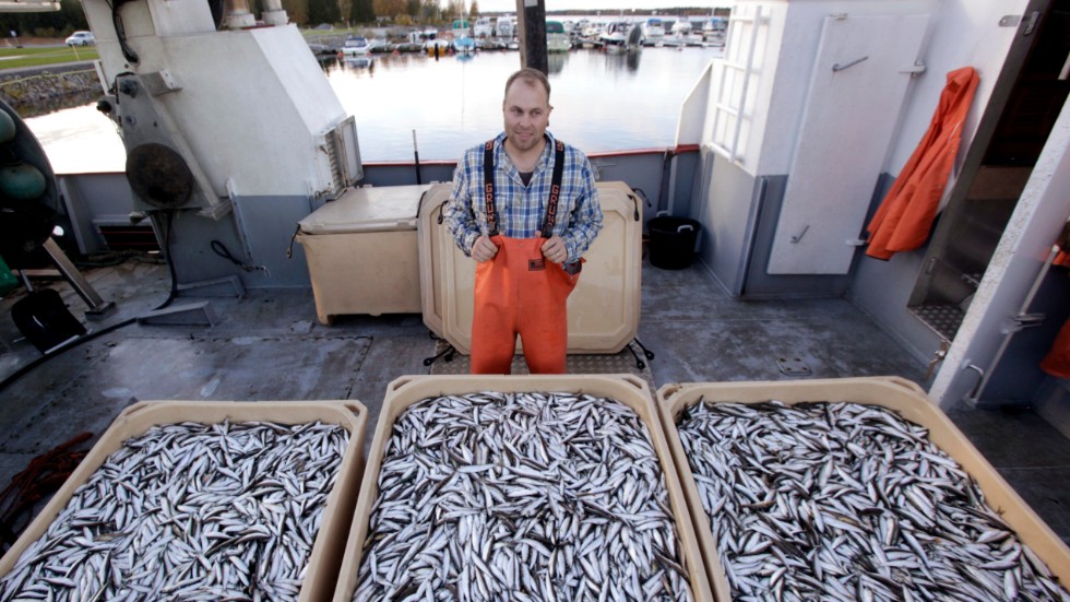 Att ha en kvot att förhålla sig till var nytt för i år och något som många fiskare kritiserade. En av kritikerna är Piteåfiskaren Magnus Persson. (Arkivbild)