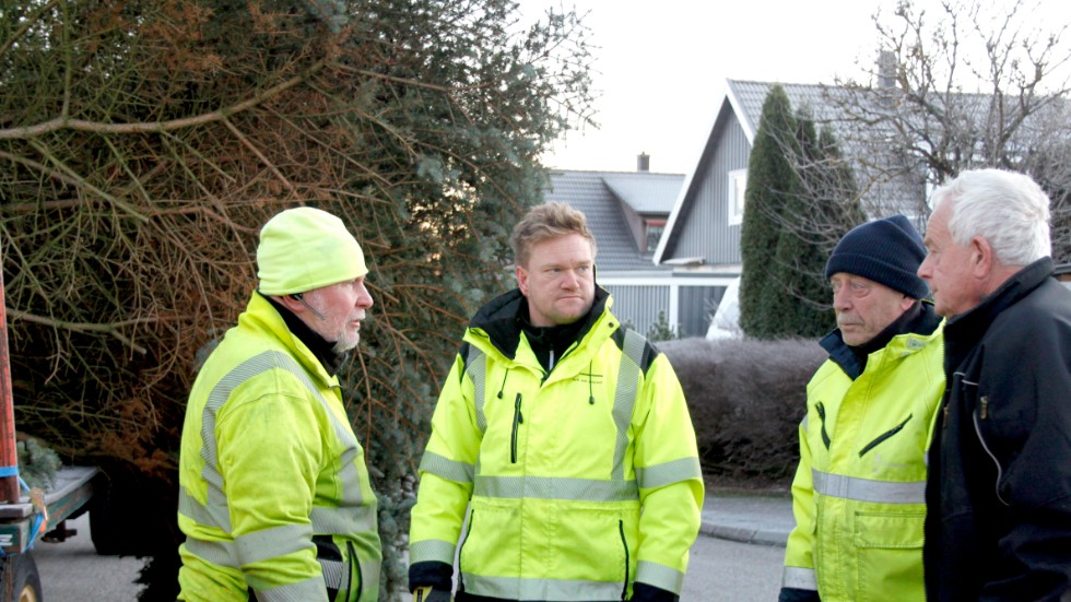 Patric Mälarsten (mitten) ansvarar för jakten på ståtliga julgranar till Fristadstorget, Östra torget och Rådhustorget.
