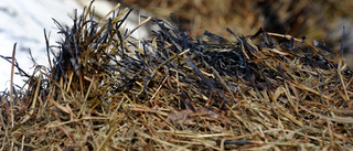 Torra marker ger stor risk för gräsbränder