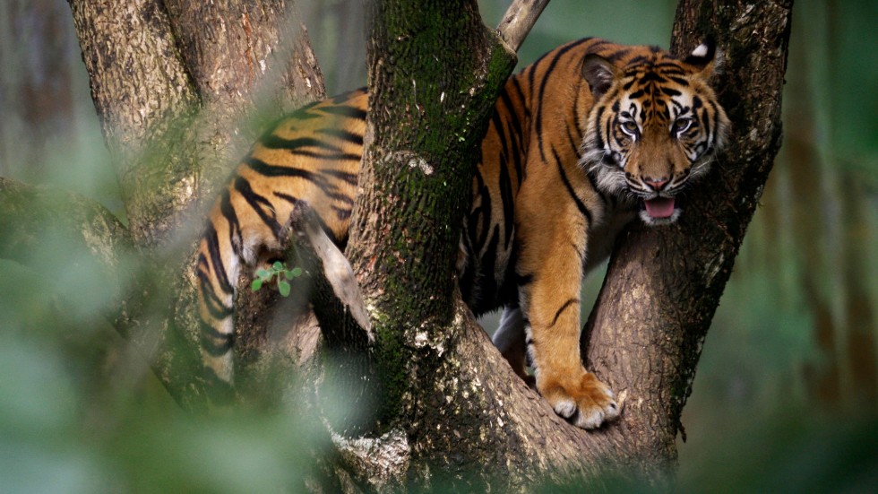 Sumatratigern är utrotningshotad och står nu inför ännu ett stort problem – brist på mat i Indonesiens djurparker. Arkivbild.