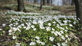 SMHI: Våren har kommit till Luleå 
