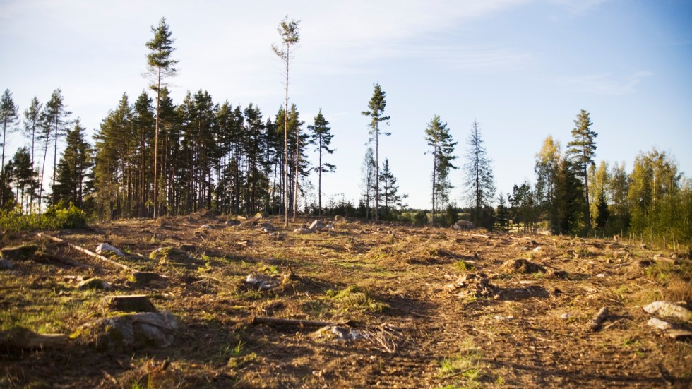 Den enorma areal av lönsamma, ekologiskt utarmade, skogsplantager som finns i vårt land är ju redan bortom all räddning, skriver Björn Esping och Lars Bodelius från Naturskyddsföreningen i Söderköping.