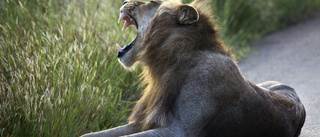 Krugerparkens lejon vilar på virustysta vägar