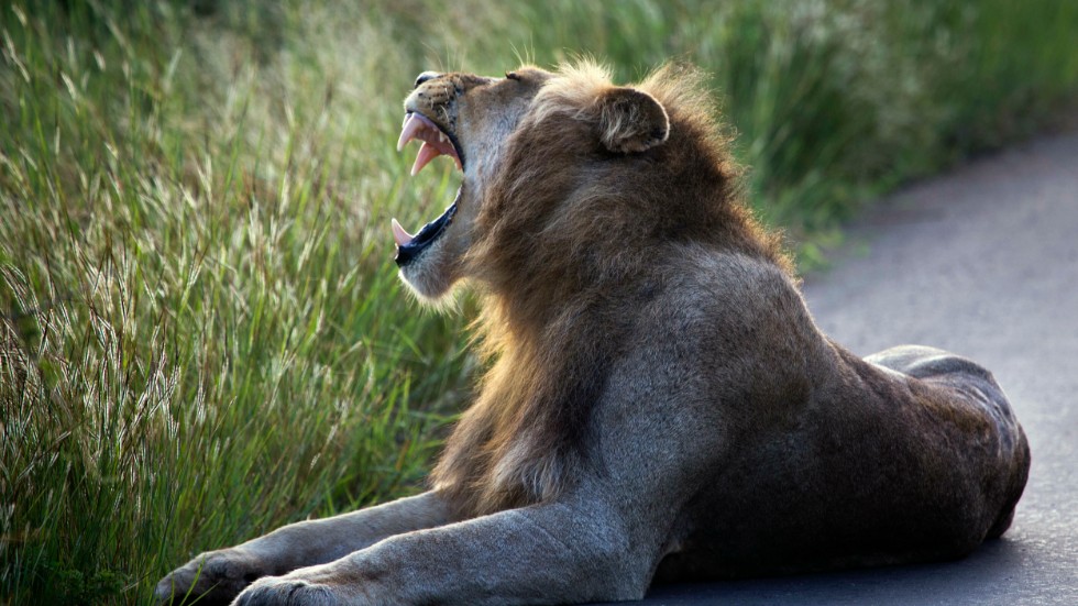 Ett sydafrikanskt lejon vilar på en väg i Krugerparken. Arkivbild.