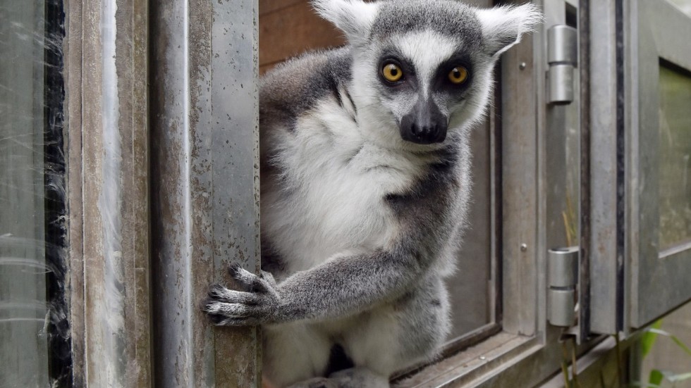 En lemur hölls isolerad under flera månader, dock inte den här krabaten som bor på en djurpark i Duisburg i Tyskland.