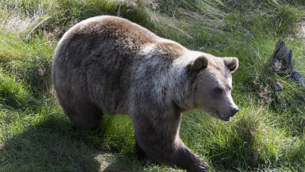 Västerbotten kan ha haft en bra bit över 400 björnar hösten 2019.