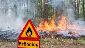 Planerade bränder på Sandön i maj • 30 hektar ska brännas • Gynnar djur och natur