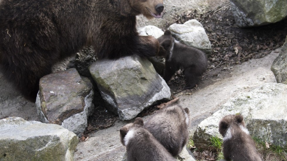 Ungarna ska vara tillsammans med sin mamma ute i naturen i ungefär två år. Sedan brukar mamman inte vilka ha dem längre, enligt Linda Törngren på Skansen. När ungarna blir könsmogna separeras dem, och därefter kan de komma att skickas till en annan djurpark.