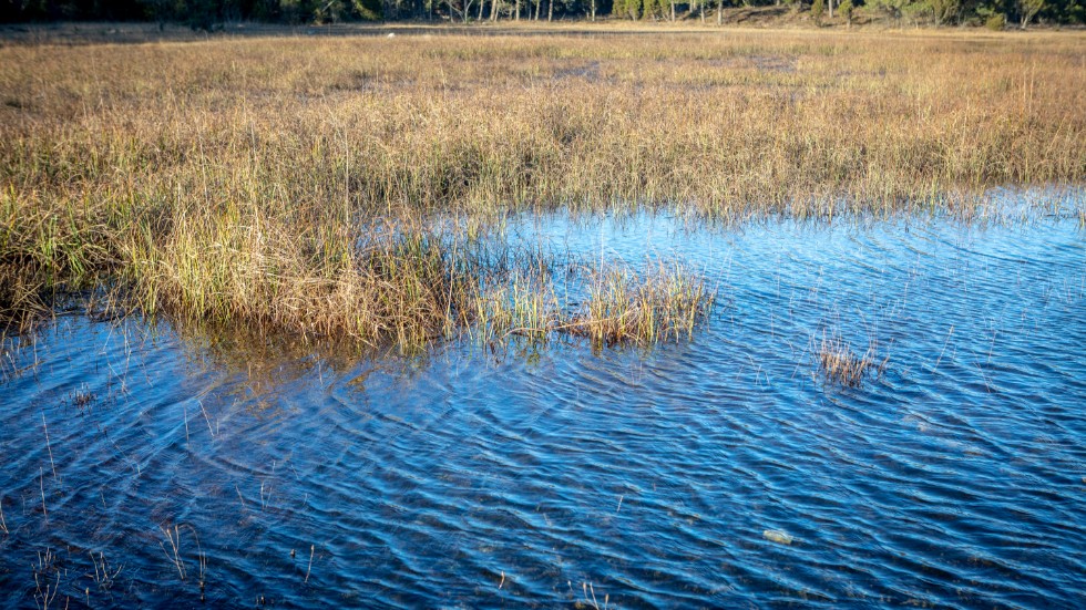 Våtmarker har stor betydelse för den biologiska mångfalden och har många andra fördelar skriver dagens debattörer i Folkbladet Söndag.