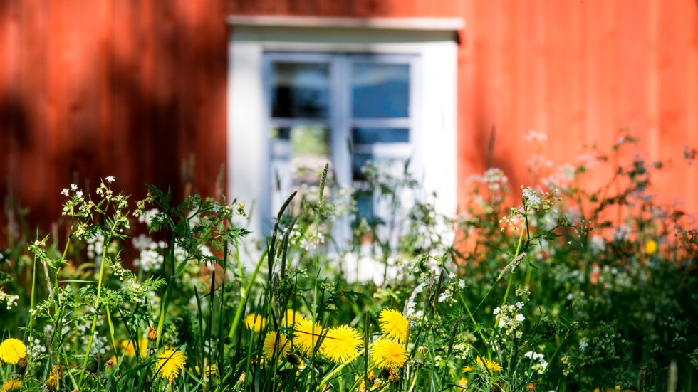 Många kommer att semestra runt om i Sverige i sommar. Det är högt tryck på att hyra stuga.