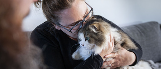 Kula hittad i katten Felix mage – sköts i bostadsområde