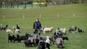 Högre priser får lammproducenter att hoppas