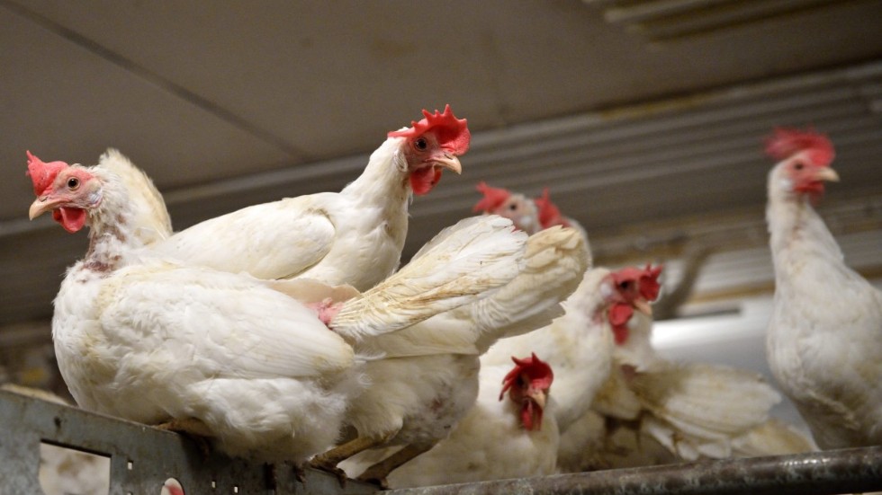 Våra kvalitets-, och djuromsorgsprogram kostar. Här hoppas vi bönder nu att såväl konsumenter som den offentliga sektorn i länet väljer att servera och äta svensk kyckling, skriver kycklingbonden Marlene Windahl med flera.