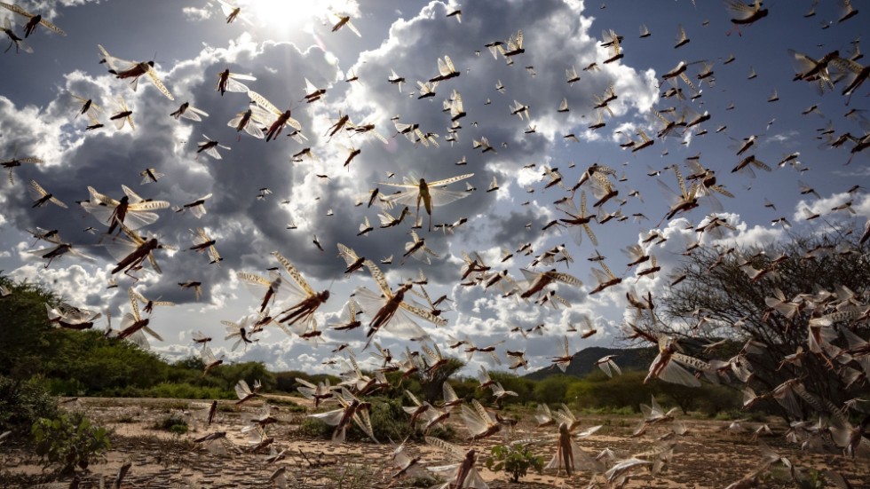 Enorma svärmar av gräshoppor har orsakat skador på cirka 200|000 hektar av skördar i Etiopien vilket gör att ytterligare ungefär en miljon människor behöver akut livsmedelsstöd, enligt FN.