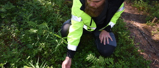 Miljöinspektören varnar för att dumpa avfall i naturen