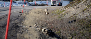 Chockökning av döda renar i dikeskanterna