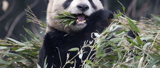 Bambubrist skickar pandor tillbaka till Kina