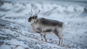 Lång vinter en mardröm för rennäringen