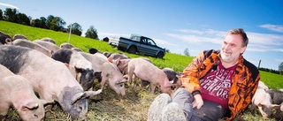 Dålig efterfrågan på ekokött slår mot grisbönderna