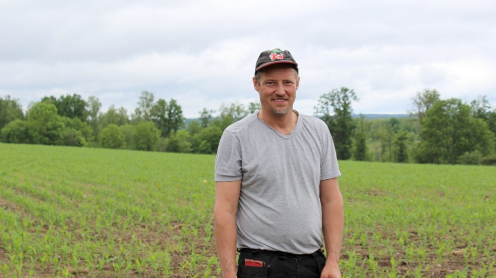"Väldigt tidigt skördat ensilage tillsammans med majs är perfekt." säger Peter Karlsson, här vid en åker där det odlas just majs. 