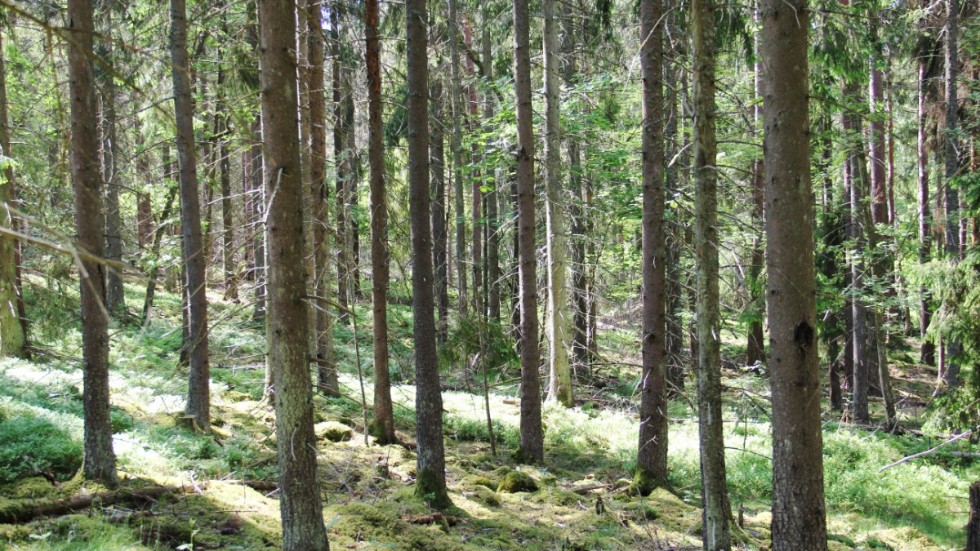 Människan har omvandlat skogar till granåkrar, skriver insändarskribenten.