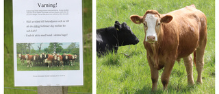 Besökare stångad av ko – nu varnar kommunen
