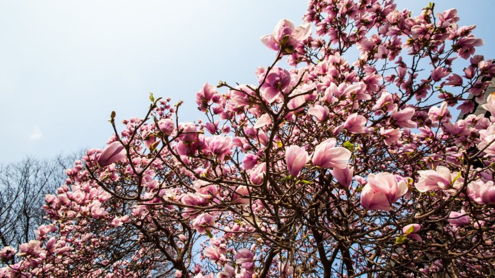 Magnolian med namnet 'Rose Marie' har korsats fram från den tåliga poppelmagnolian. Det gör den lämplig på våra breddgrader. Trots att den ofta blommar slutet av maj, juni i Mellansverige, sker det på nästan helt bar kvist.