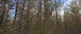 Problem med glesa tallkronor i Västerbotten
