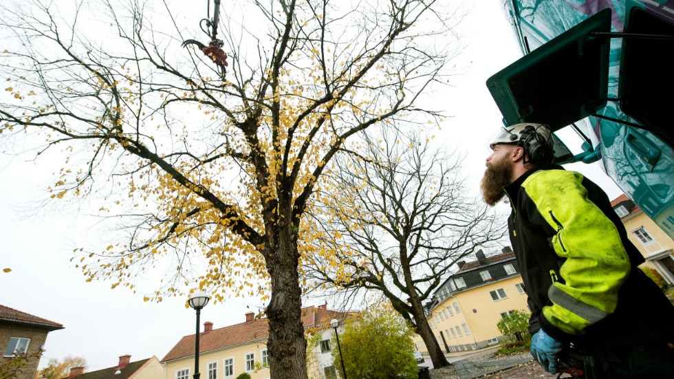 Ted Allert styr gripsågen från en manöverpanel han har på magen. Sedan försvinner almarna på Tingshusplatsen bit för bit. 