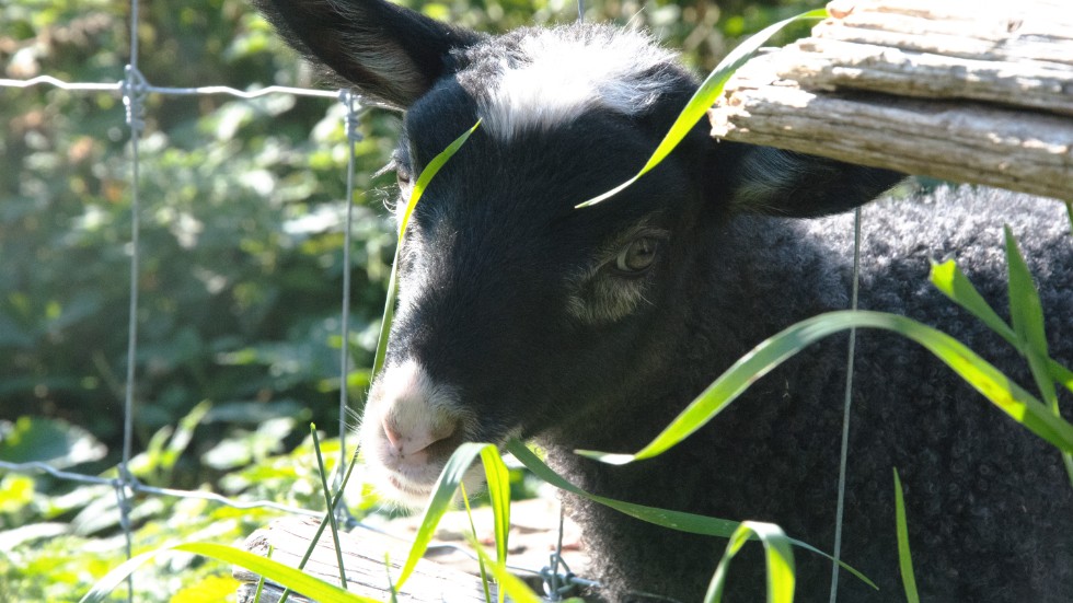 Lammet, som bara är en månad gammal, är Hägnans nyaste tillskott.