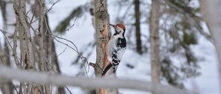Hotad fågel har setts i Norrbotten
