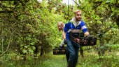 Gotlänning levererar cider till glögg
