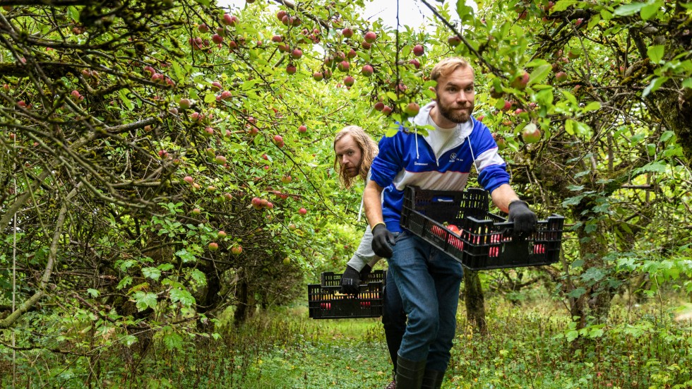 Mikael Nypelius (i förgrunden) och Karl Sjöström driver företaget Fruktstereo som tillverkar cider och must av frukt från nedlagda odlingar. Nu har dryckerna blivit en del av en glögg med smak av gin och tonic.