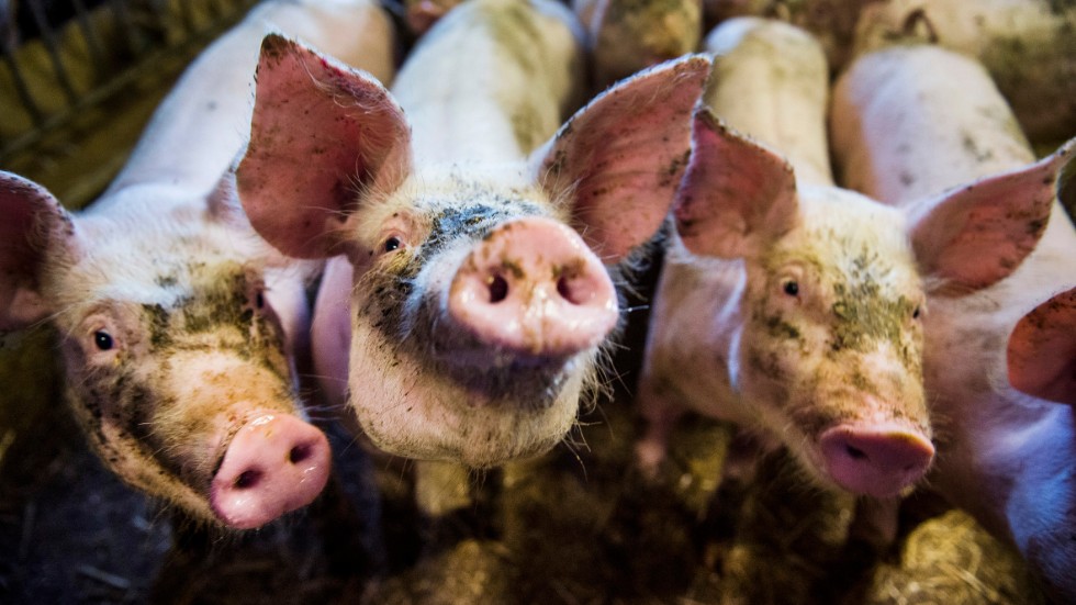 Att ha hö i grisarnas boxar ger dem större möjligheter att undersöka sin omgivning.
