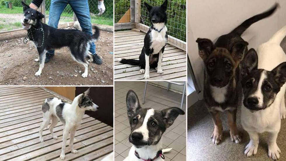 Här är några av de hundar som Binagårdens hundpensionat fick ta hand om i väntan på att de skulle säljas. (arkivbild)