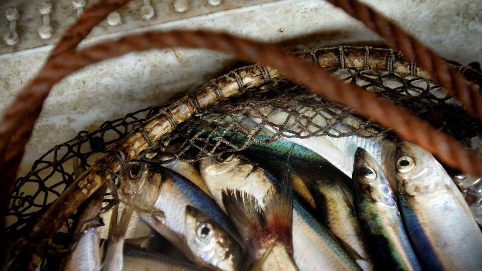 Feta östersjöfiskar innehåller fortfarande mycket miljögifter.