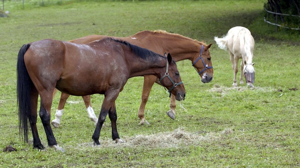 Även hästnäringen är en viktig del inom miljöarbetet. Nu arrangerar länsstyrelsen en hästkunskapsdag i samarbete med Greppa näringen.