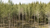 Skogspriserna sjönk i Uppsala län